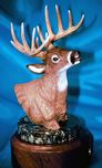 Barry Stein Barry Stein White Tail Deer